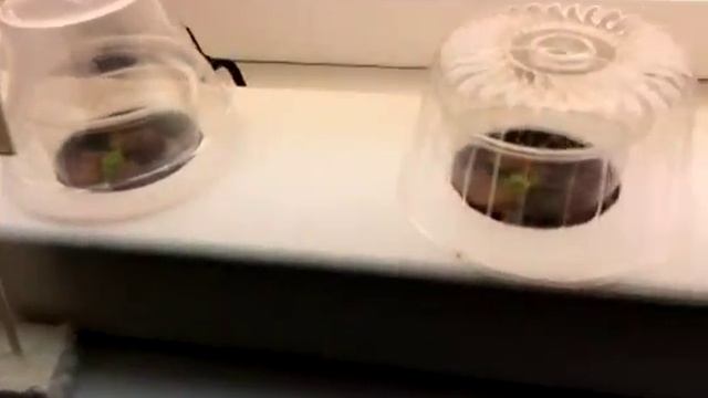 Домашняя грядка IT-шника. Гидропоника смотреть онлайн