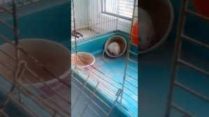 Как ухаживать за домашней мышкой