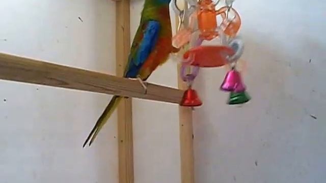 Лазурные травяные попугайчики смотреть онлайн