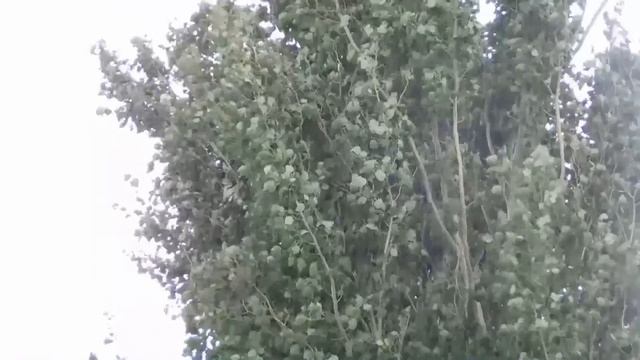 Зёрнышко