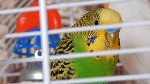 попугай дышит тяжело дышит