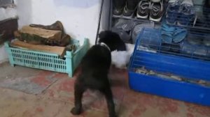 Ахота на зайца!