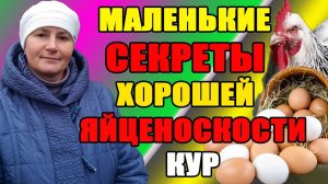 Маленькие секреты ХОРОШЕЙ яйценоскости кур. Ошибки при выводе цыплят.