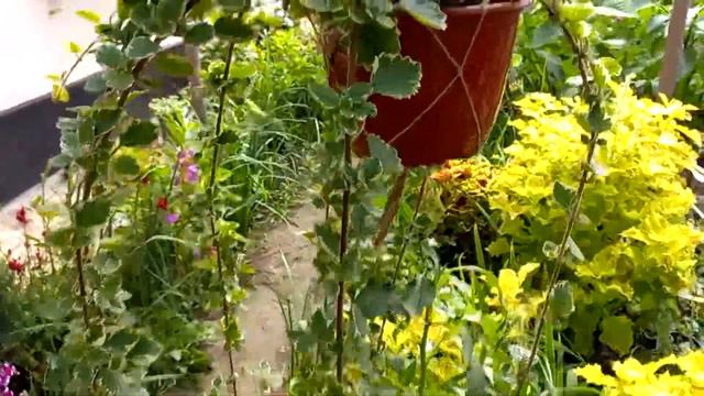 Маточники и черенки укоренившиеся цветов на продажу