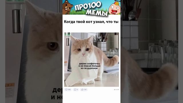 #мемы2022 #смешныекоты #мемы #кошки #юмор #мемыскотами #котики #мемыдня #коты #про100мемы #shorts