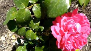 Розы//Роза Ред леонардо да винчи//Новинка 2017 Майра//