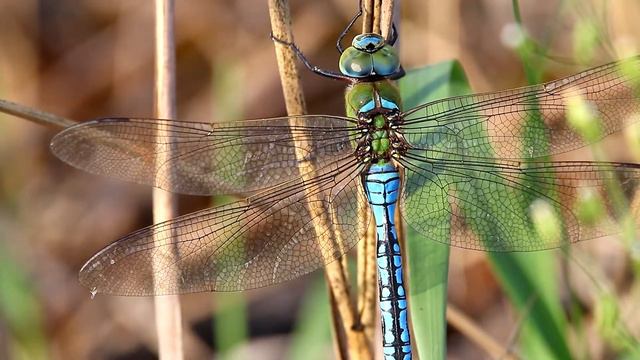 Дозорщик-император. Anax imperator. Насекомые Беларуси. смотреть онлайн