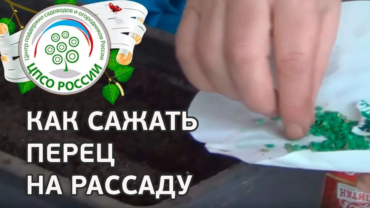 Как сеять перец на рассаду. Посев семян перца сладкого.