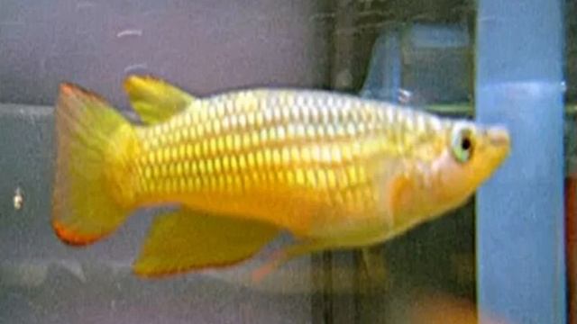 АЗИАТСКИЕ ЩУЧКИ APLOCHEILUS-ЛИНЕАТУС АКВАРИУМНАЯ РЫБКА.. Содержание. Уход. Размножение. смотреть онлайн