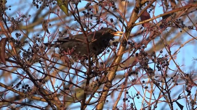 8 Января Народный праздник Бабьи Каши. Что Нельзя делать. Народные традиции приметы и запреты. смотреть онлайн