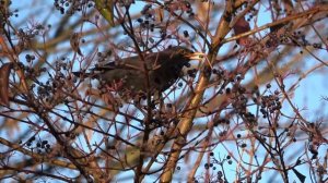 8 Января Народный праздник Бабьи Каши. Что Нельзя делать. Народные традиции приметы и запреты.