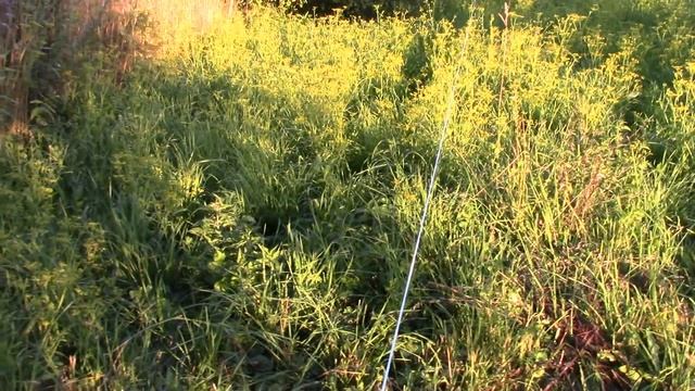 Прогоняю телят и начинаю уборку урожая на огороде у моего дома в деревне, гусеница в грядках! смотреть онлайн