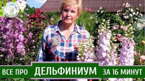 Дельфиниум. Узнайте все о выращивании дельфиниумов за 16 минут.
