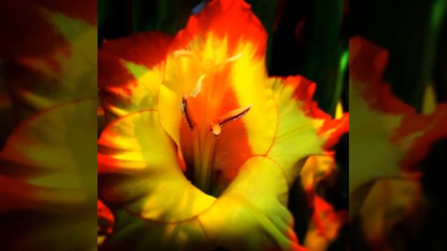 gorgeous flowers