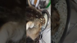 Завтрак кота, д-329 Вермишель. путассу