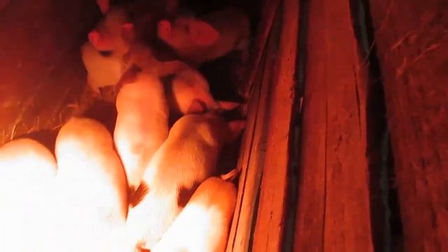 Содержание, кормление и уход за свиноматкой с поросятами. Красная лампа для обогрева поросят зимой.