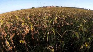 Охота на вяхиря с чучелами/ Сезон охоты 2020