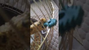 мучаю попугу мой попугай