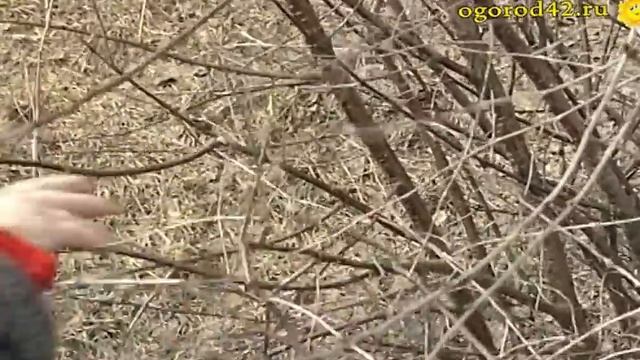 Нормируем побеги вишни для получения урожая смотреть онлайн