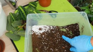 Маранта ЛЕМОН ЛАЙМ ФОРМИРОВКА ЧЕРЕНКОВАНИЕ  ЛЕГКИЙ СПОСОБ