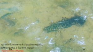 Обыкновенный тритон - Lissotriton vulgaris - Smooth newt