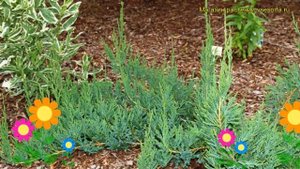 Можжевельник горизонтальный Альпина. Краткий обзор, описание juniperus horizontalis Alpina