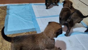 Щенки малинуа