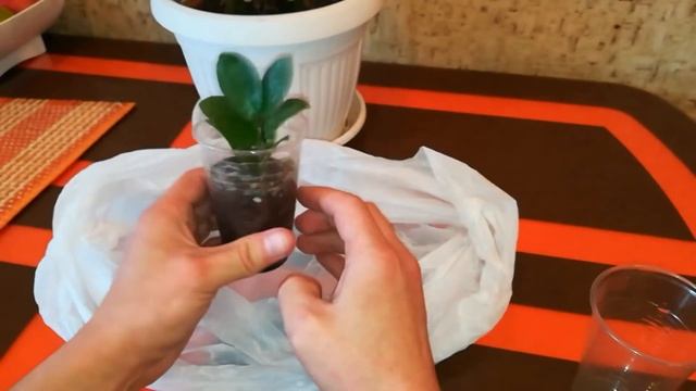 Замиокулькас/Долларовое дерево/ Размножение смотреть онлайн