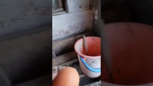 Курочка породы вельзумер порадовала. Красивое яйцо!!!