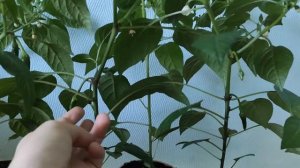 Томаты и перцы в моей квартире. Тестируем удобрение ZION. Первые завязи