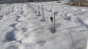 Фундук Казахстан # 14