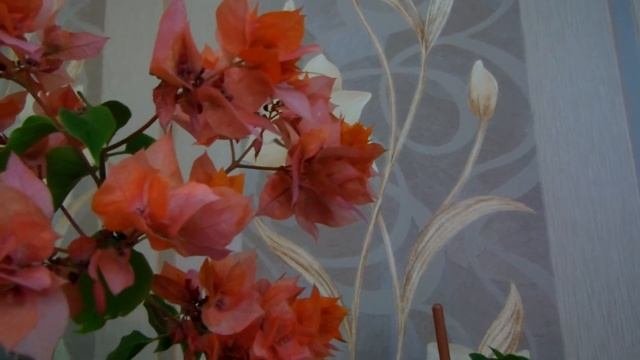 # Комнатные растения - красота и уют в Вашем доме. Абелия,бугенвиллия,эсхинантус,брунфельсия,