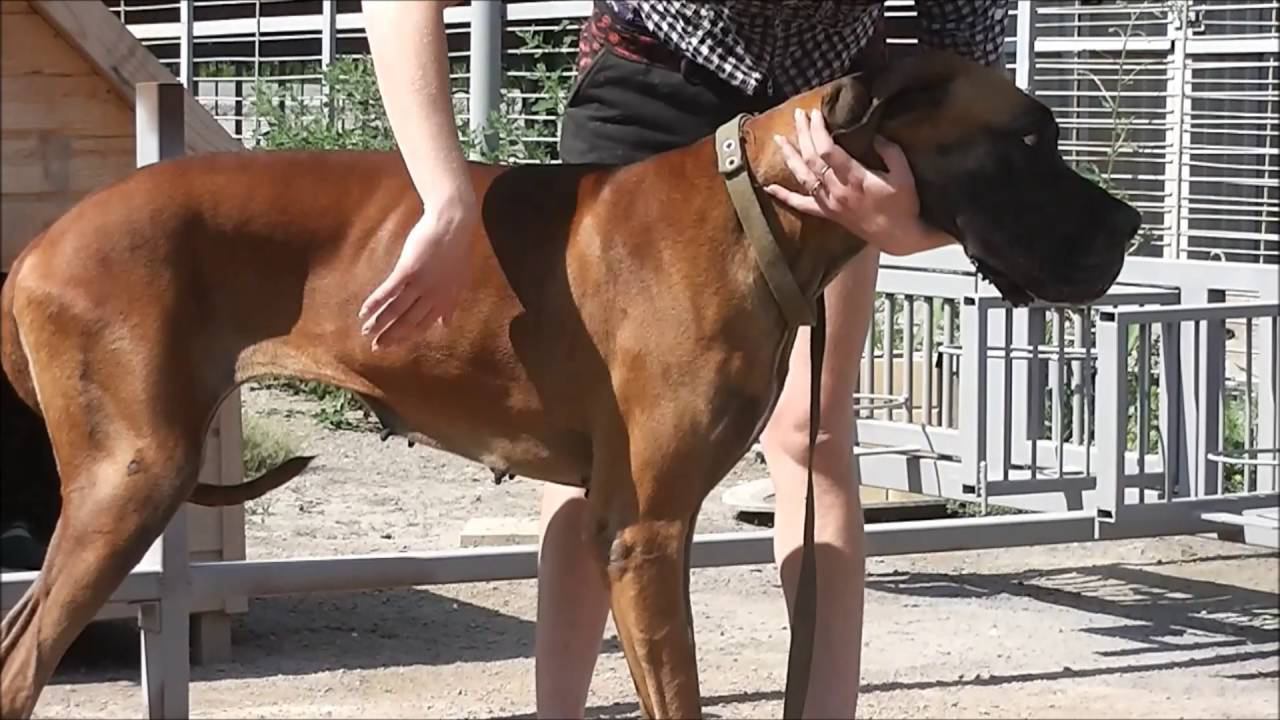 Зоогостиница в Новосибирске. Помощь Животным. Дог в поиске надёжного хозяина и большого дома.