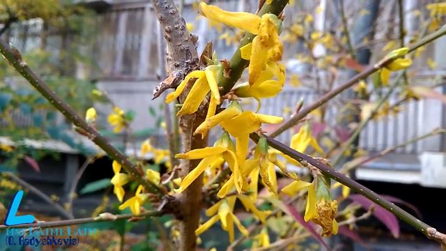 Форзиция расцвела в Москве в середине октября смотреть онлайн