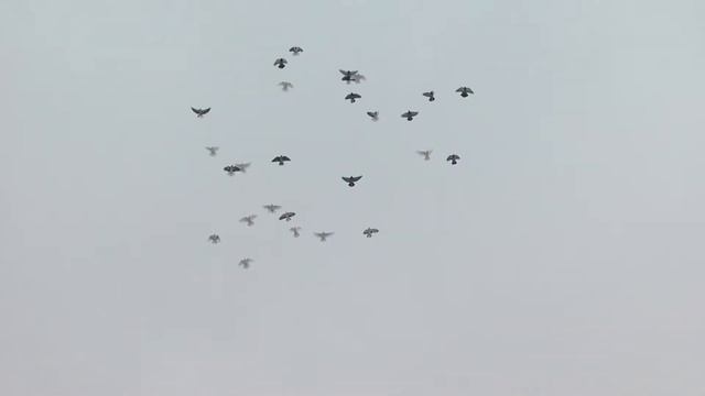 Круговые бабочки подмосковья Щелково (обмен, покупка 8 903 679 00 36 Виктор) смотреть онлайн