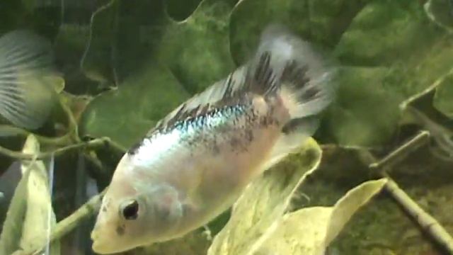 Three White Thai Silk and Regular Thai Silks смотреть онлайн