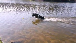 Испанская водяная собака.