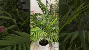 Бөлме гүлдерінің пайдасы мен зияны