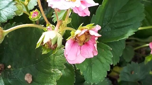 Сорта клубники. Мерлан. Три звезды Ирины Т. смотреть онлайн