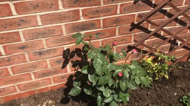 Про штучку на кухне и как сделать края газона красиво смотреть онлайн