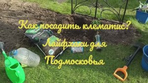 Посадка клематиса на холмик и маленькие лайфхаки