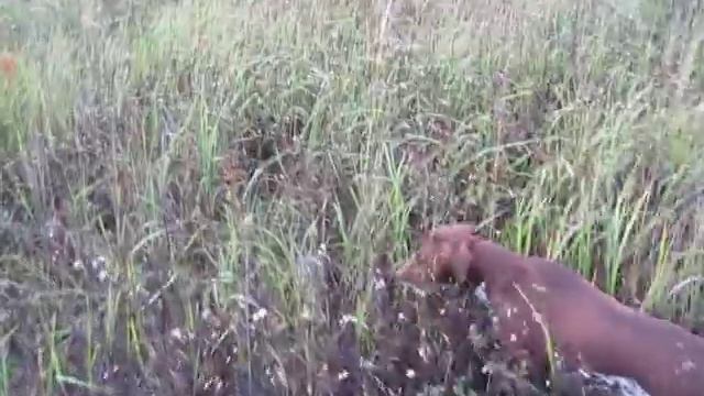 MVI_3152 смотреть онлайн