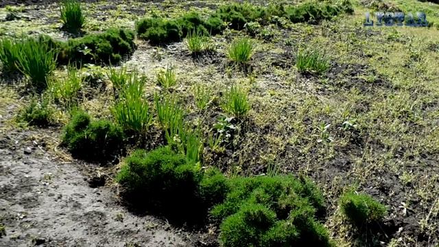 Тюльпаны хоста барбарис сон трава нарциссы на моих клумбах выращивание посадка уход смотреть онлайн