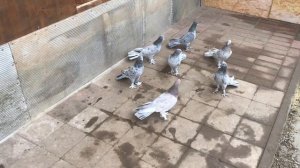 Baku Pigeons/бакинцы широкохвостые/Bakina Tauben Deutschland/Germany/Golubi Bakinci