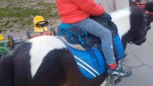 Прогулка на пони, живая Pony