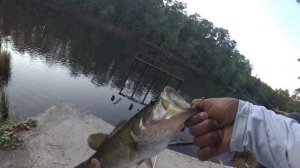 Bass Fishing In Atlanta Georgia: Arabia Mountain