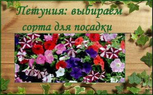 Петуния - какой сорт выбрать