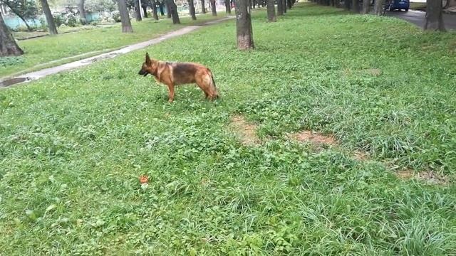 немецкая овчарка Ника , три года, мой друг , рассуждения под камеру смотреть онлайн