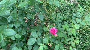 Morden Belle Rose - 时髦美女 Toronto Zone5