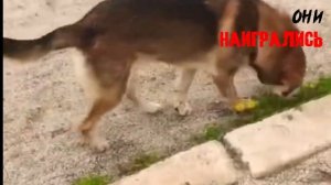 Социальный ролик по борьбе и защите бездомных животных